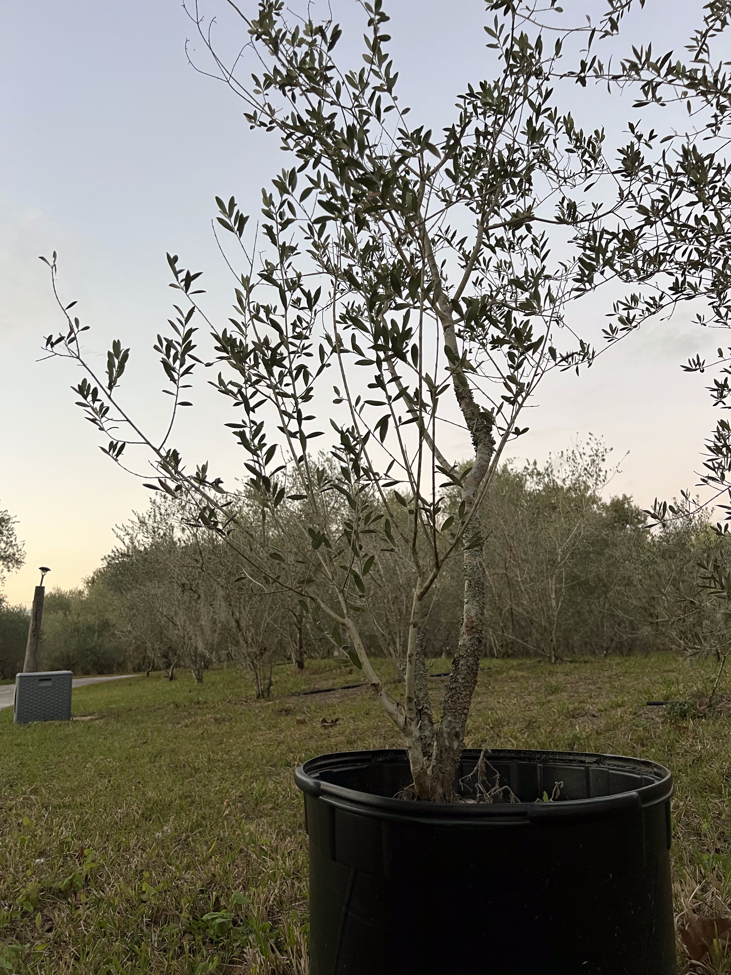 Olive tree in pot at Clermont Farms