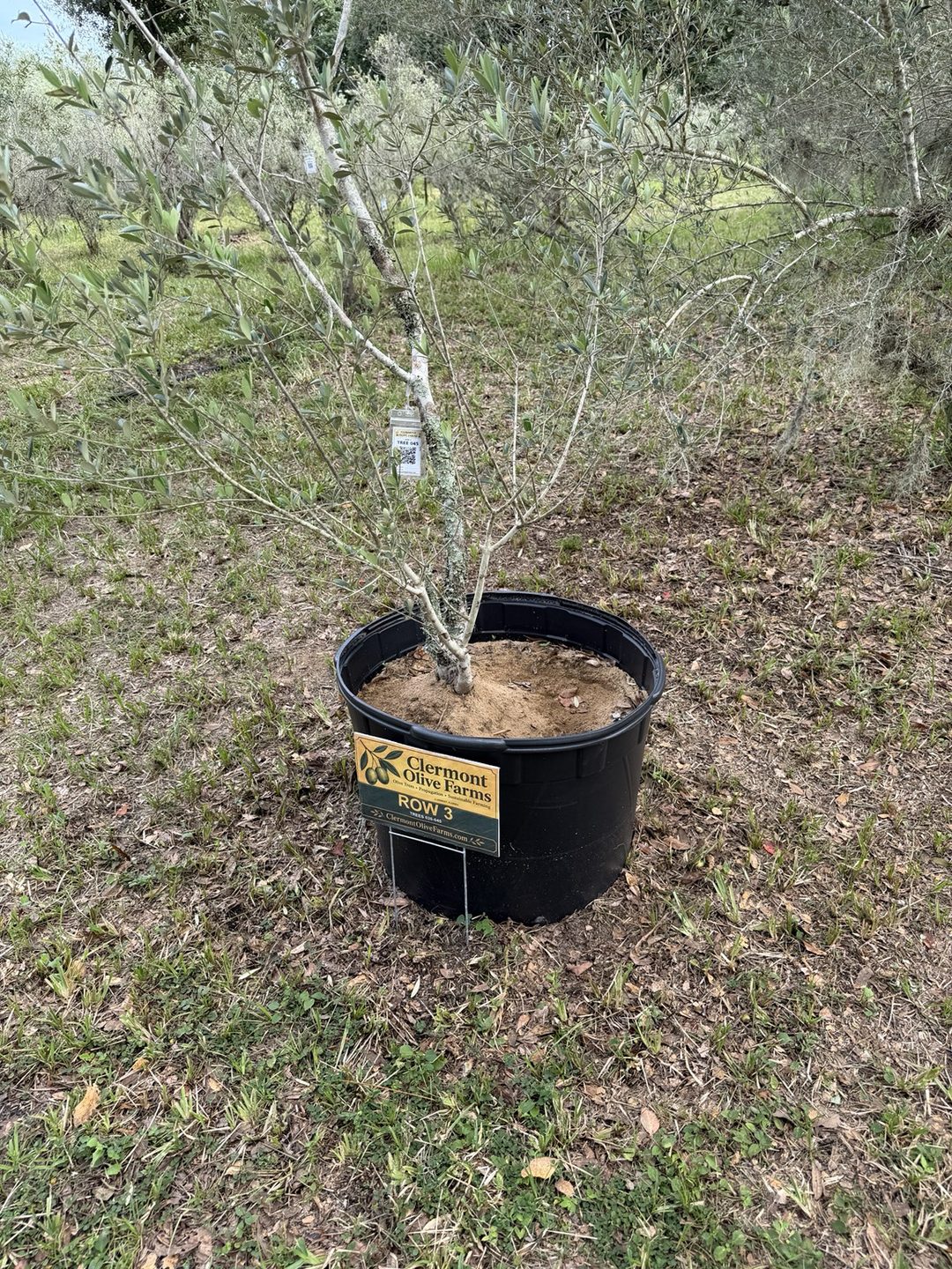 Olive tree 045 growing in a black nursery pot, with a green-and-gold Clermont Olive Farms sign reading Row 3, Trees 026–045 on the pot, a TREE 045 tag on the trunk, and the grove in the background