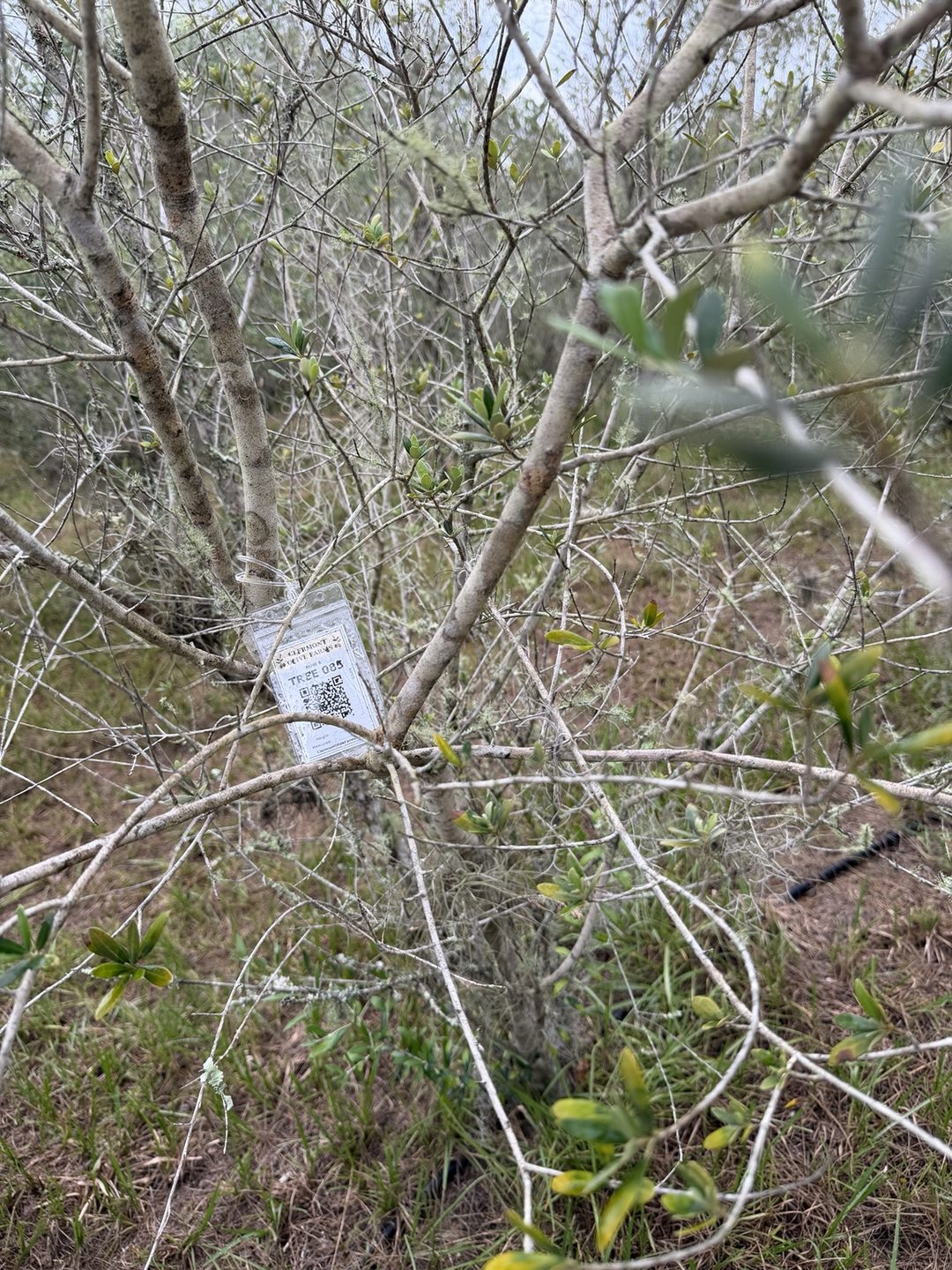 Close-up of the Clermont Olive Farms TREE 085 tag hanging among the branches of olive tree 085 in Row 6