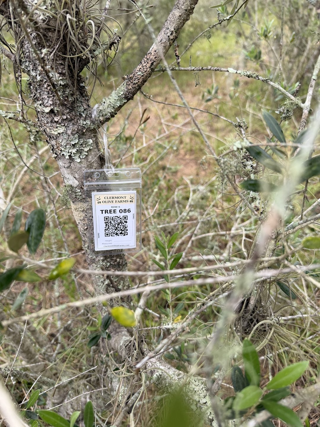 Close-up of the Clermont Olive Farms Row 6 TREE 086 tag hanging from the trunk of olive tree 086